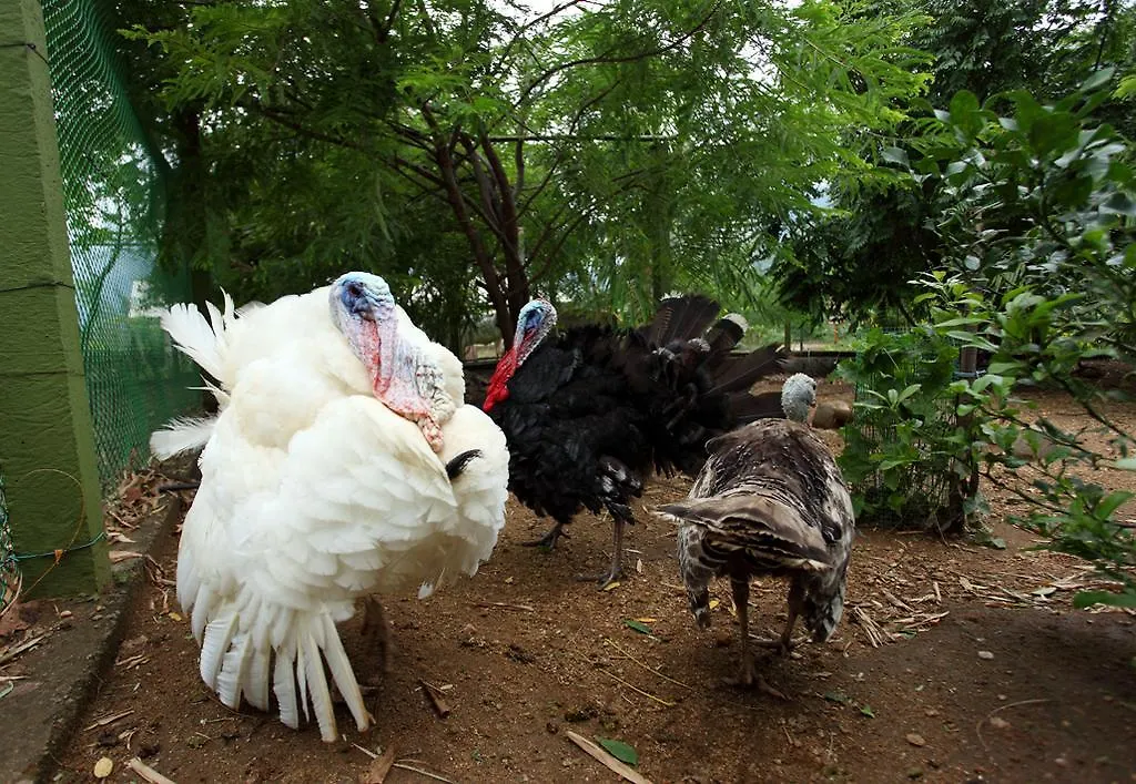 Harvest Fresh Farms Villa Thekkady Hindistan